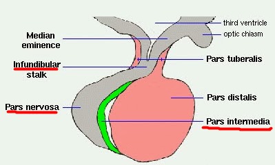 22.下列何者不屬於腦下垂體（pituitary gland）後葉？ (A)漏
