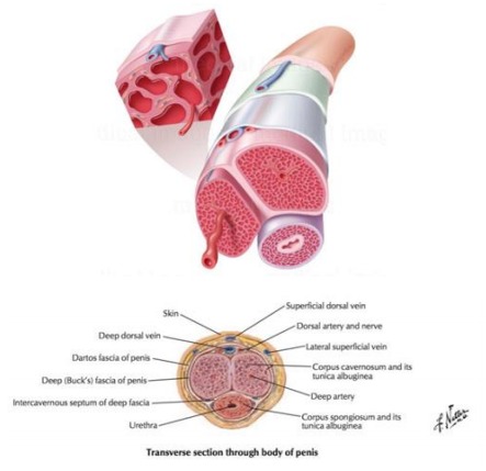 4825469-6261bd42f4095.jpg#s-443,429