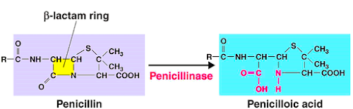 %252522penicillin_to_penicilloic_acid.pn