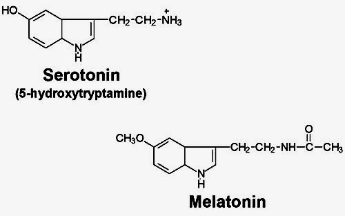 %252522melatonin-and-serotonin-03.jpg%25