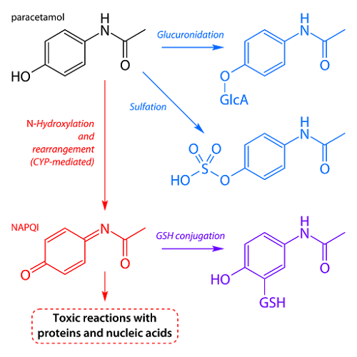 %2525221024px-Paracetamol_metabolism.svg