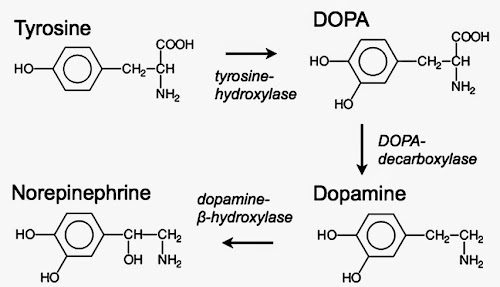 %252522fnbeh-04-00163-g001.jpg%252522.jp
