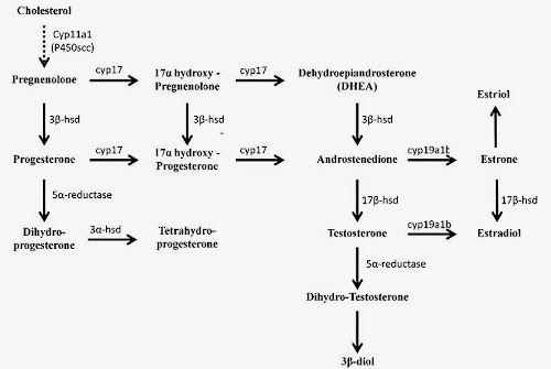 %252522fnins-05-00137-g002.jpg%252522.jp