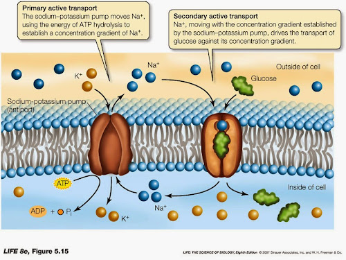 %252522secondary-active-transport.jpg%25