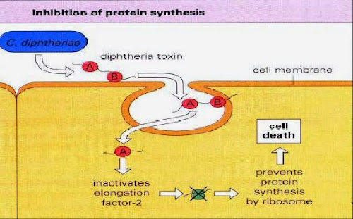 %252522Diphtheria%252520toxin.jpg%252522