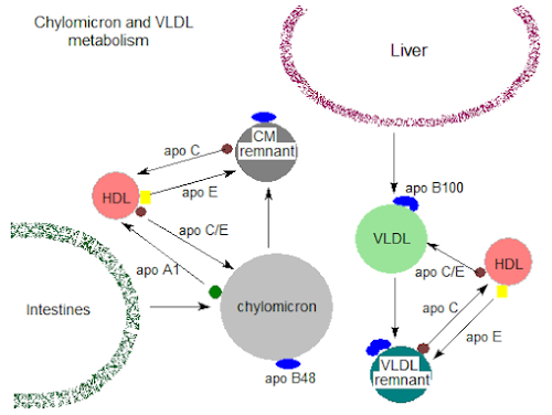 %252522Chylomicrom%252520and%252520VLDL%