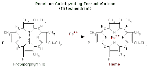 %252522ferrochelatase.gif%252522.png