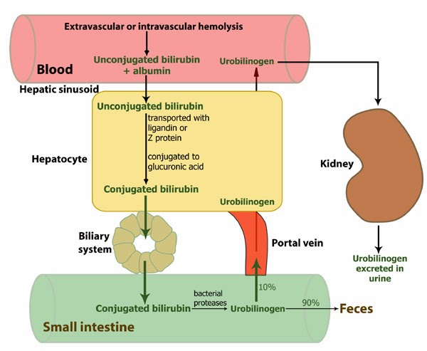 bilirubin%2520metabolism.jpg