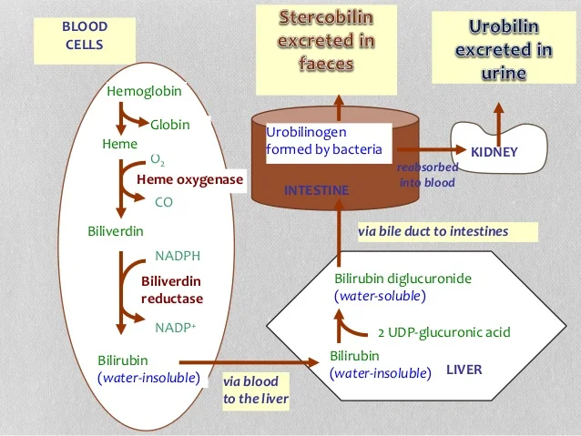 heme-synthesis-and-degradation-43-638.jp