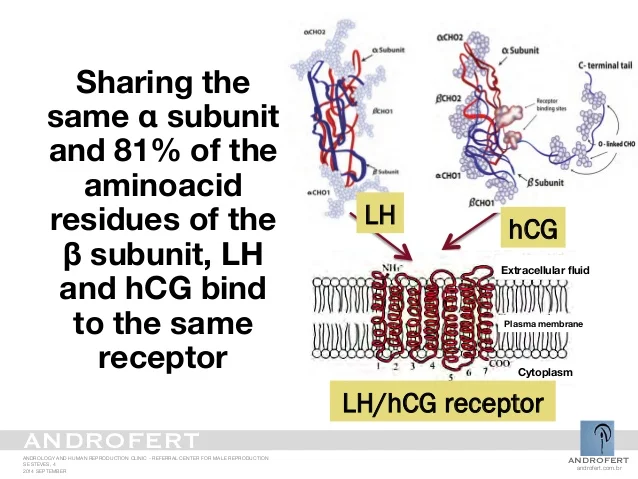 recombinant-hcg-stateof-art-formulation-