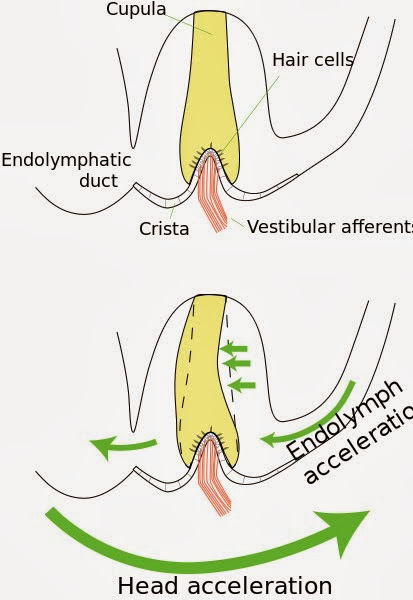 413px-Ampulla_of_SemicircularCanal.svg.j