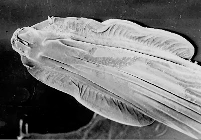 toxocaracati.jpg#s-400,279