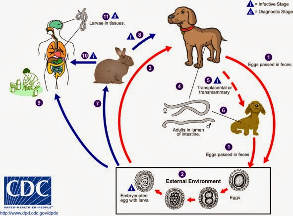 Toxocara_LifeCycle.jpg#s-591,435