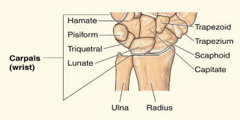 Anatomy%20of%20Human%20Hand%20Illustrati