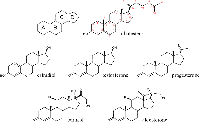cholesterol-hormones.gif