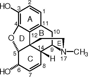 morphine+numbering.jpg