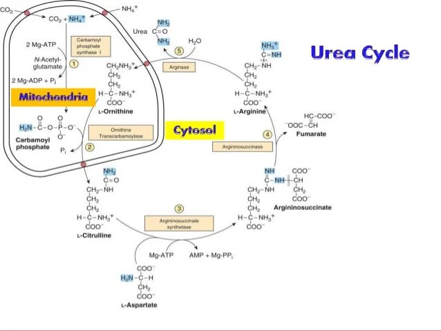 urea-cycle-18-638.jpg?cb=1422956900