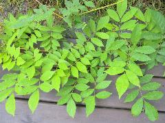 201203111847557564.jpg#s-240,180