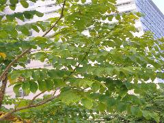 201203111814443724.jpg#s-240,180