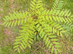 201203111844220754.jpg#s-240,180