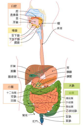 Digestive system diagram zh-hant.svg