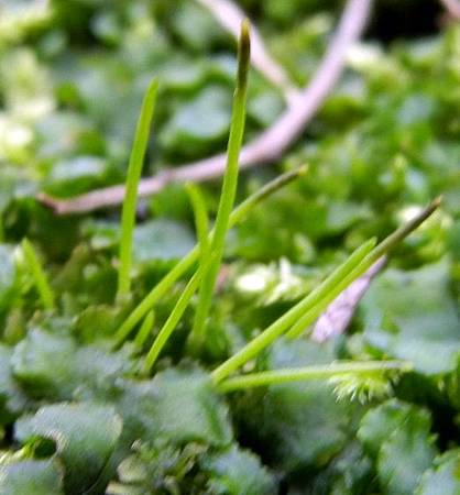 1327803651-284093298_m.jpg?v=1327803654#s-418,450