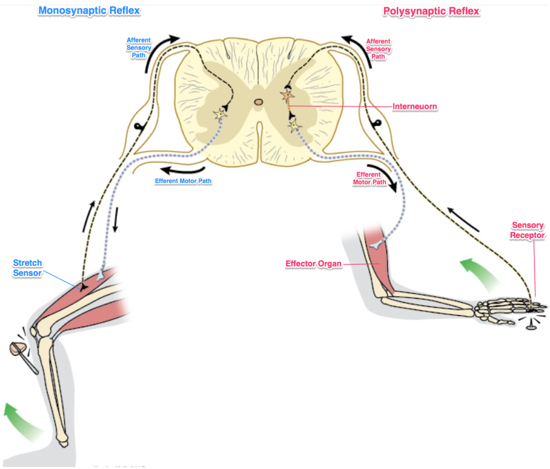 img?img_id=ag5zfmltYWdlbGVhcm5lcnIQCxIHU