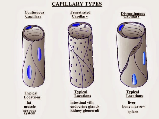 capillarytypeslarge.jpg#s-640,480