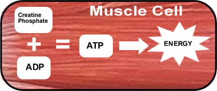 cp-adp-atm-contraction-muscle.jpg#s-446,187