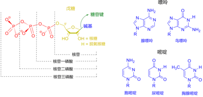 410px-Nucleotides_zh.png#s-410,197