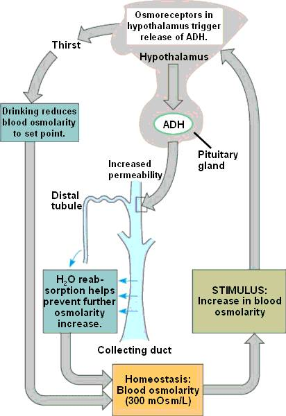 44_16KidneyHormoneControl_ADH.jpg#s-412,600