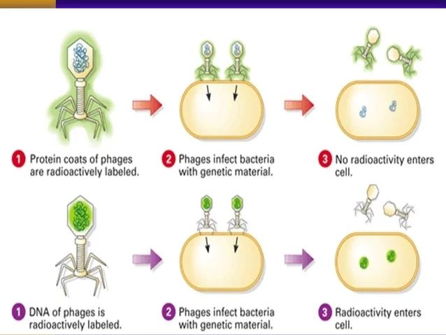 the-hershey-chase-experiment-5-638.jpg?c