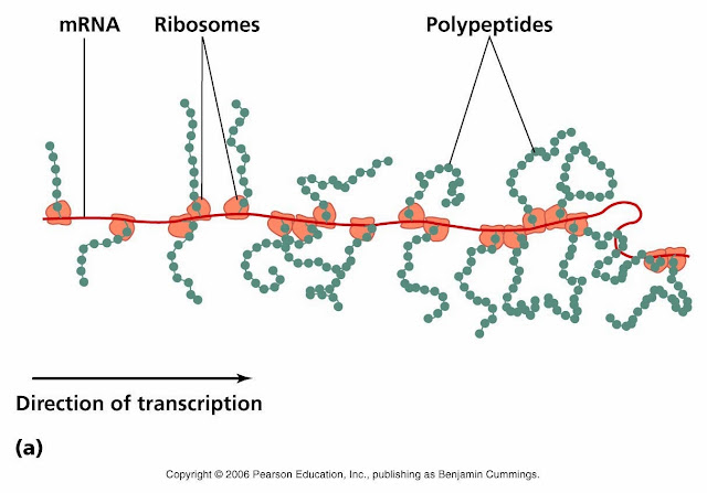 07-17a_polyribosome_l.jpg#s-640,447