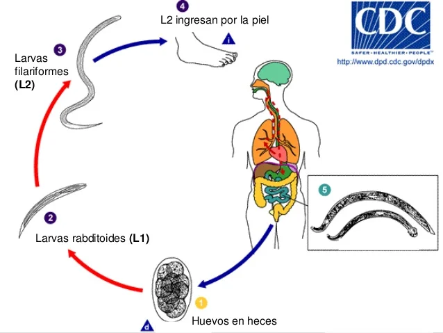 uncinariasis-necator-americanus-y-ancylo