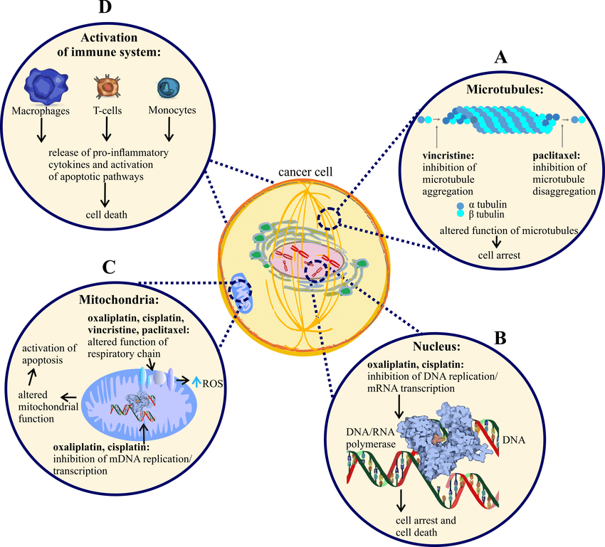 FIGURE-1-Mechanism-of-action-of-vincrist