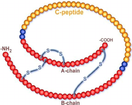 Figure-3-Structure-of-pro-insulin-showin