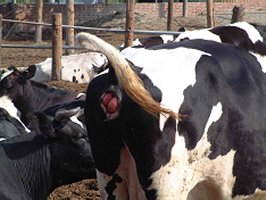 dfar151p12-2.jpg#s-266,200