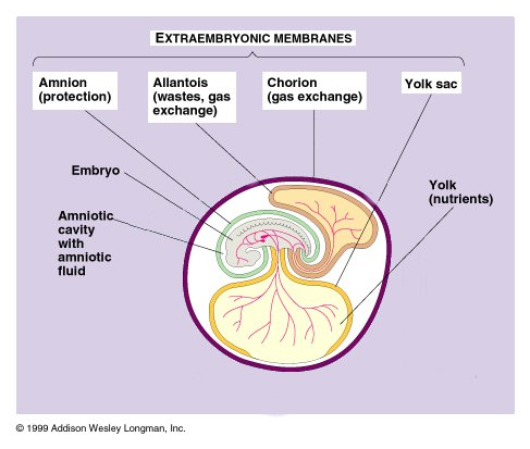 142015_amniotic_egg2.jpg