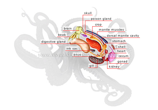 anatomy-an-octopus.jpg