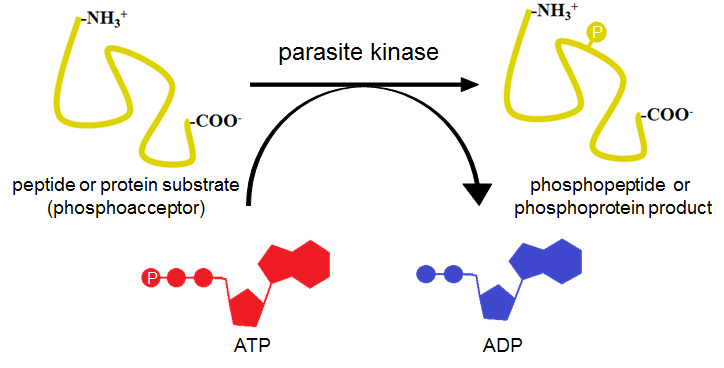 Fig1-BradAHaubrich.jpg#s-724,368
