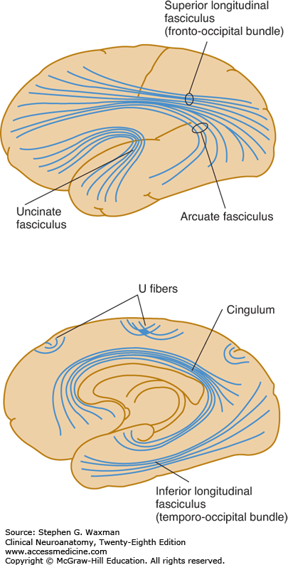 waxman28_ch10_f009.png#s-405,793