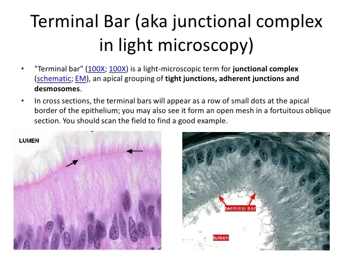 samantha-blum-histo-study-guide-1-27-728.jpg?cb=1315934700#s-728,546