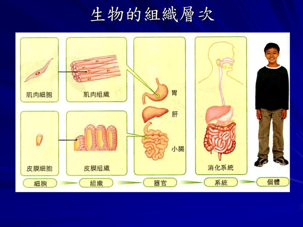 %E7%94%9F%E7%89%A9%E7%9A%84%E7%B5%84%E7%B9%94%E5%B1%A4%E6%AC%A1.jpg#s-1024,768