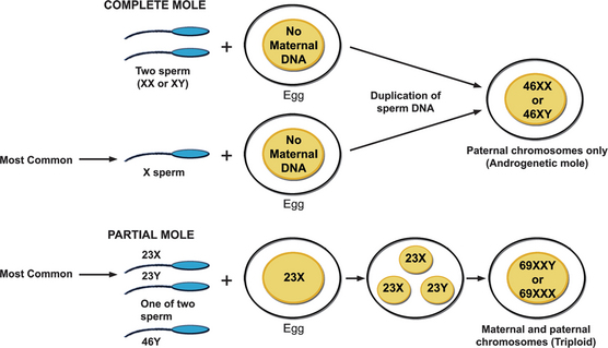 B9781416032649500331_f29-02-9781416032649.jpg#s-556,319