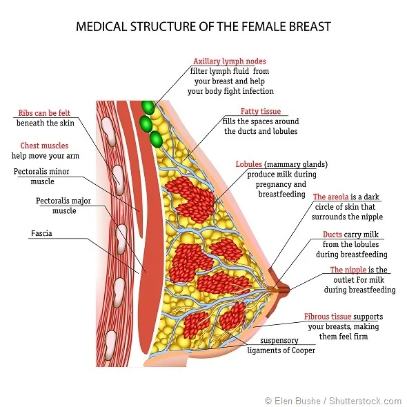 image.axd?picture=anatomy%20of%20the%20female%20breast-Elen%20Bushe-590.jpg#s-590,590