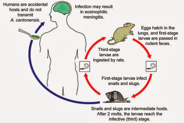 07-0367-F1.jpg#s-600,402