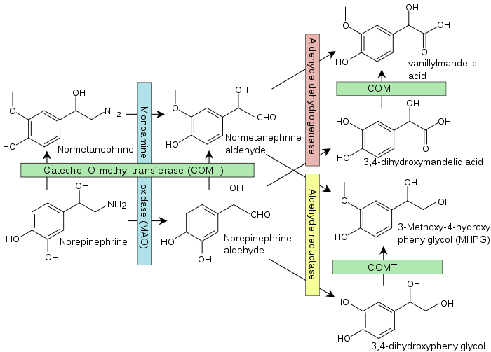 700px-Noradrenaline_breakdown.svg.png#s-700,503