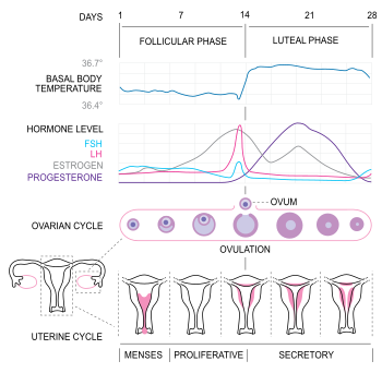 350px-MenstrualCycle2_en.svg.png#s-350,342