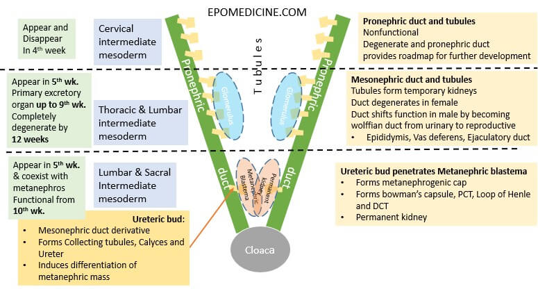 renal-embryology-schematic.jpg#s-775,416