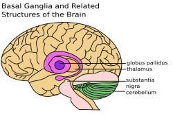 250px-Basal_Ganglia_and_Related_Structures.svg.png#s-250,168
